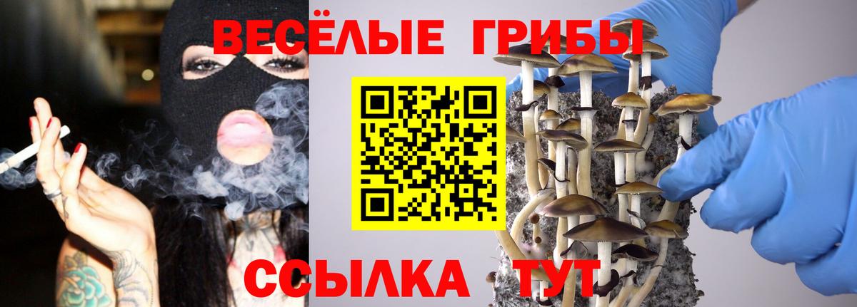 Псилоцибиновые грибы Psilocybine cubensis Полысаево